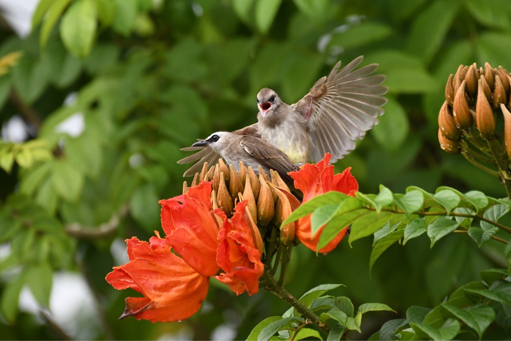 Yellow-vented bulbul