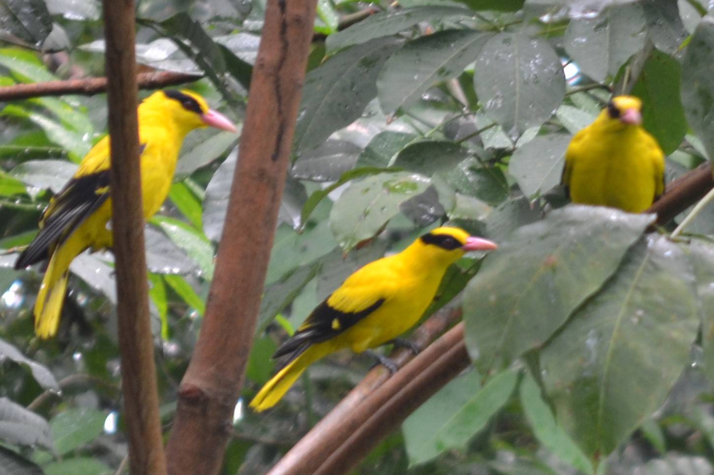 Black-naped oriole