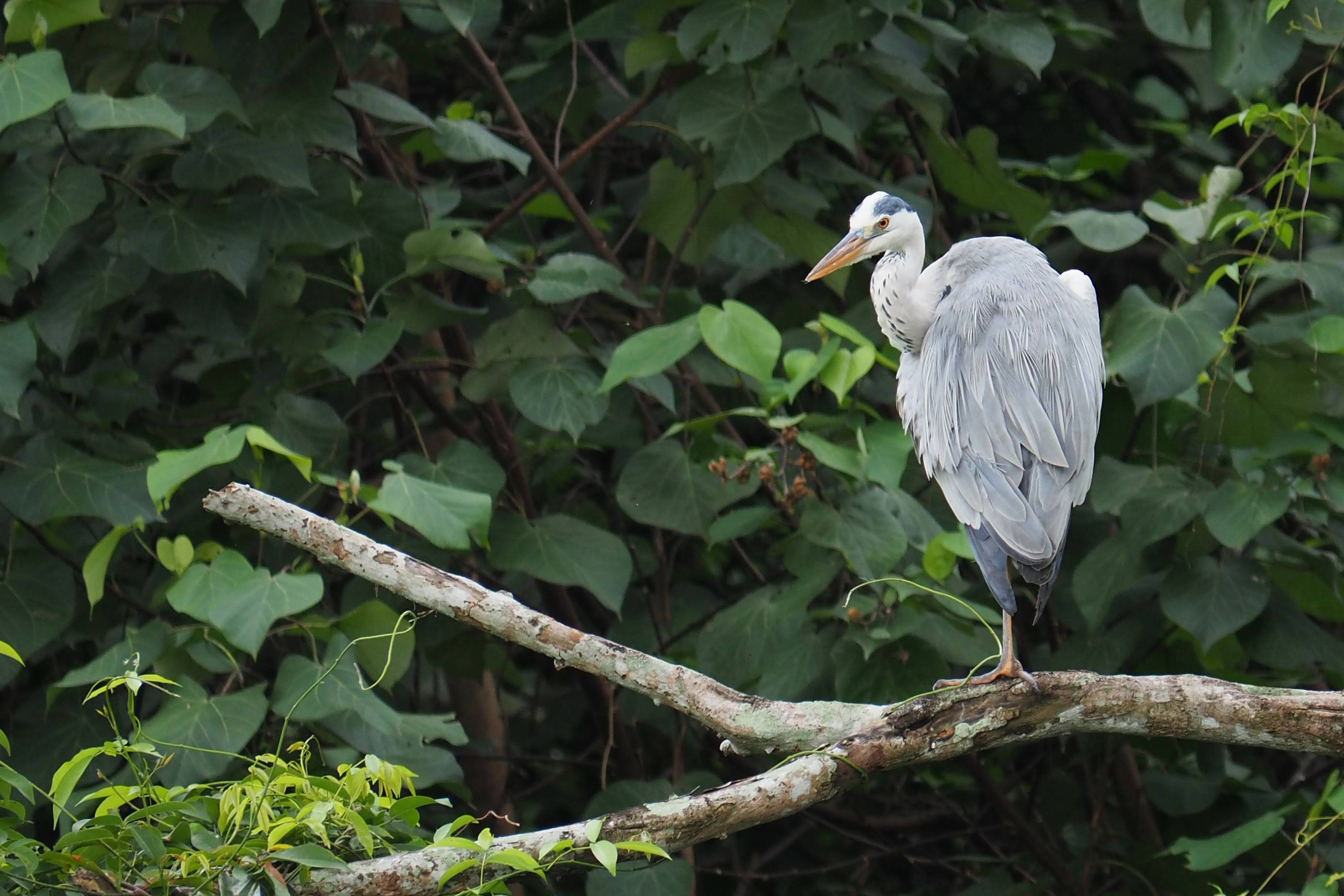 Grey heron