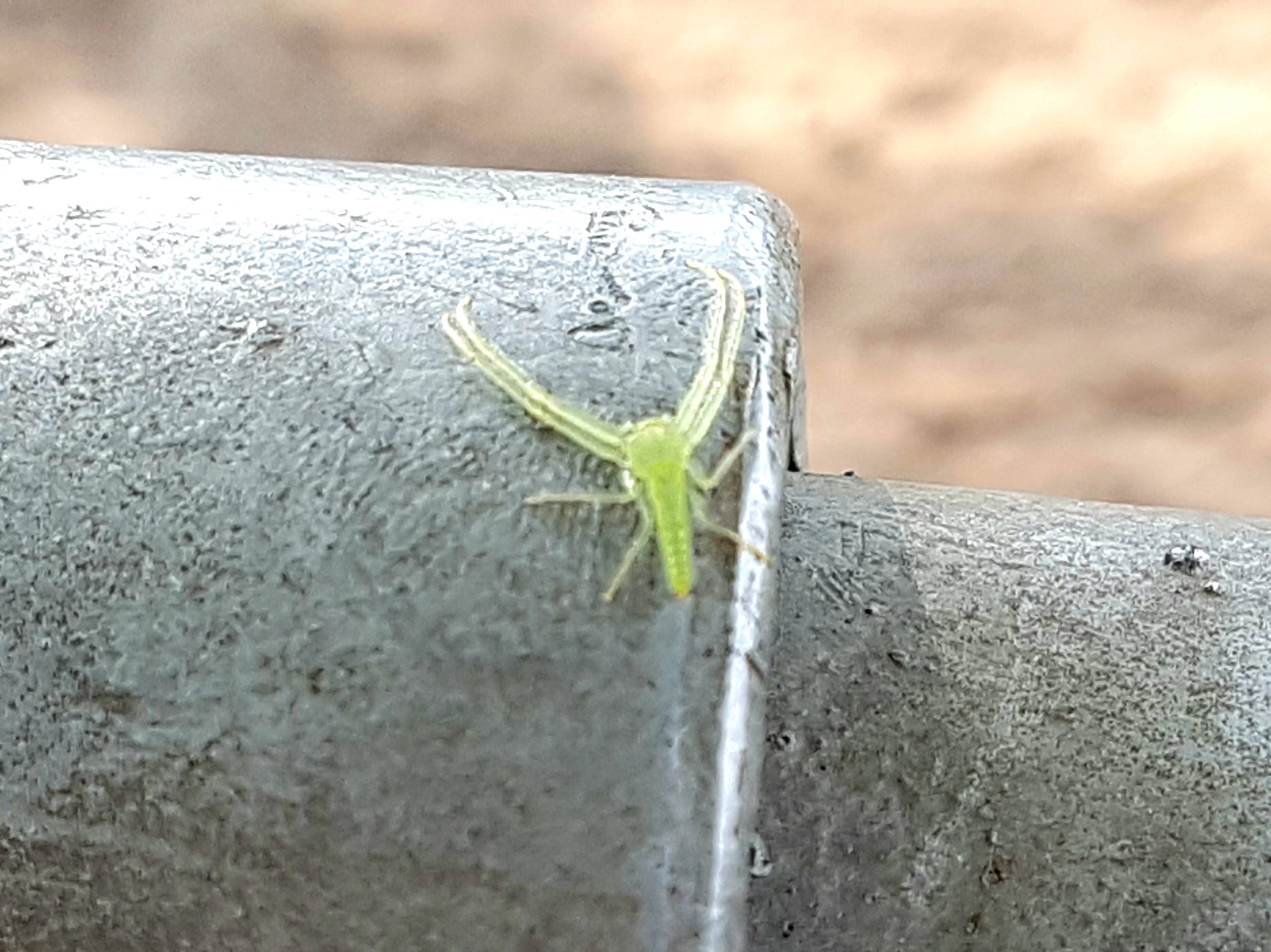 Green crab spider