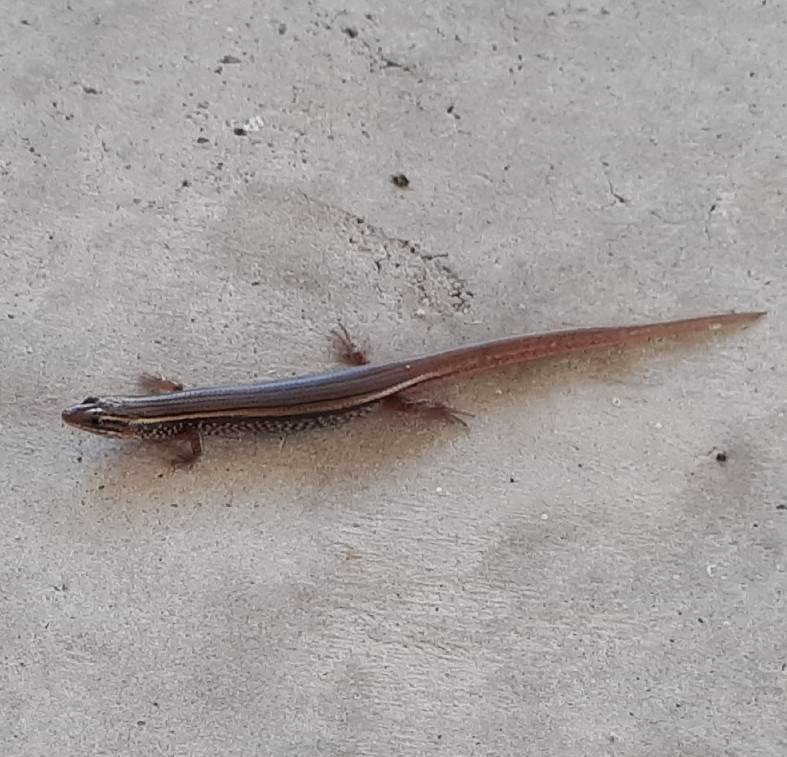 Garden supple skink 