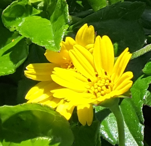 Singapore daisy