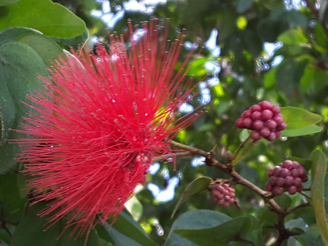 Malay rose apple