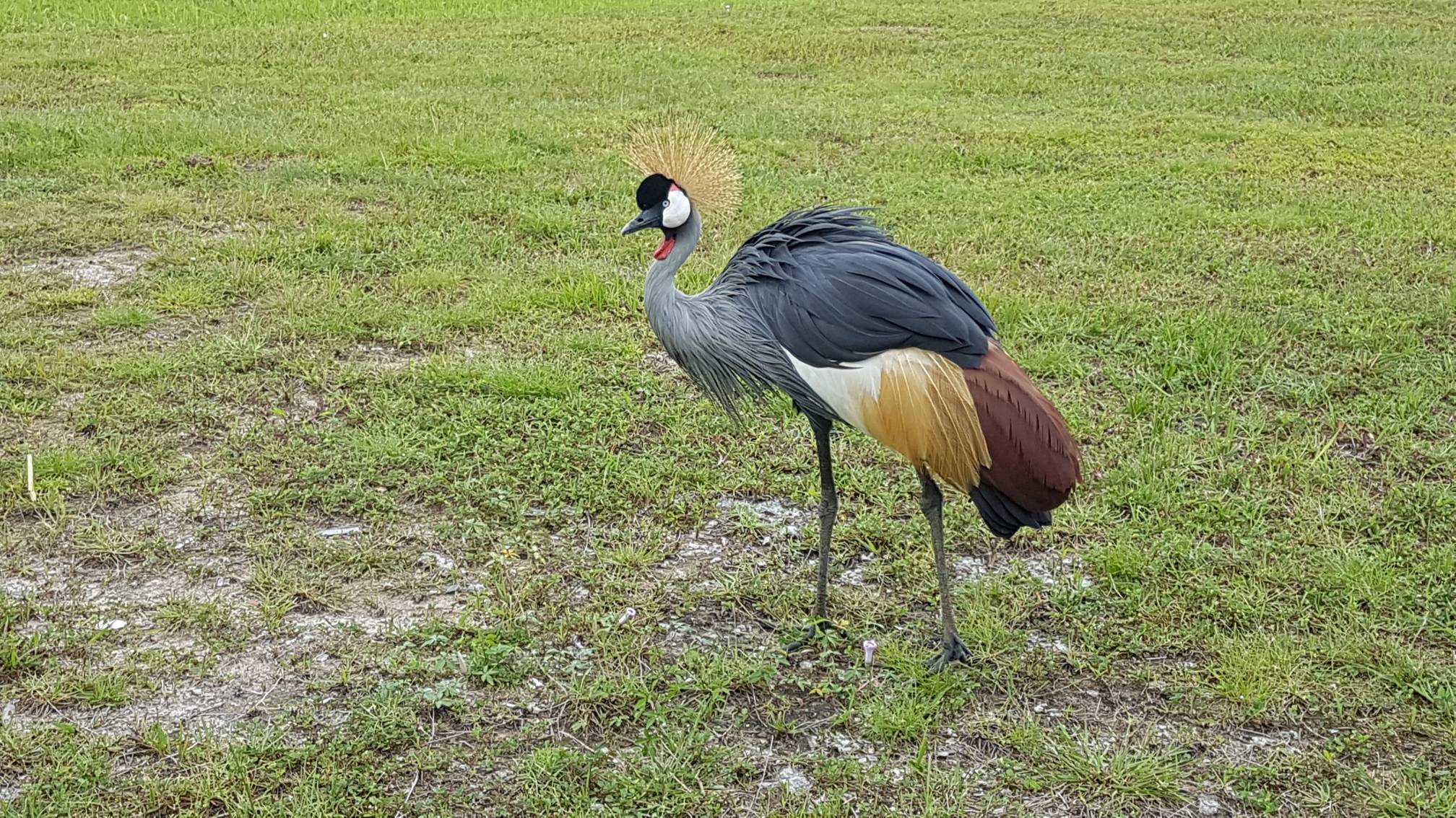 Grey crowned crane