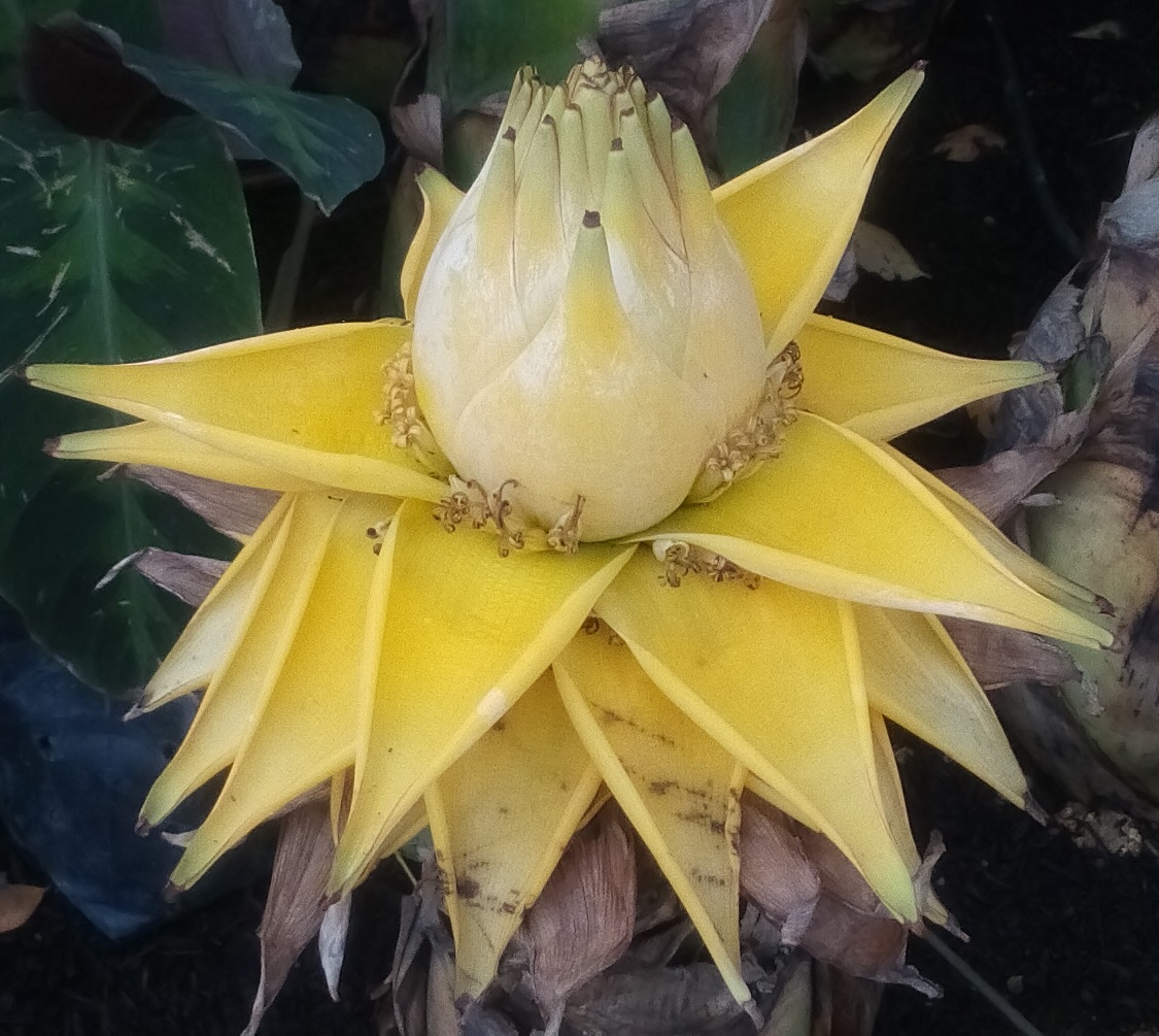 Chinese dwarf banana