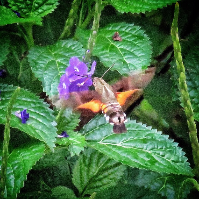Hummingbird hawk moth