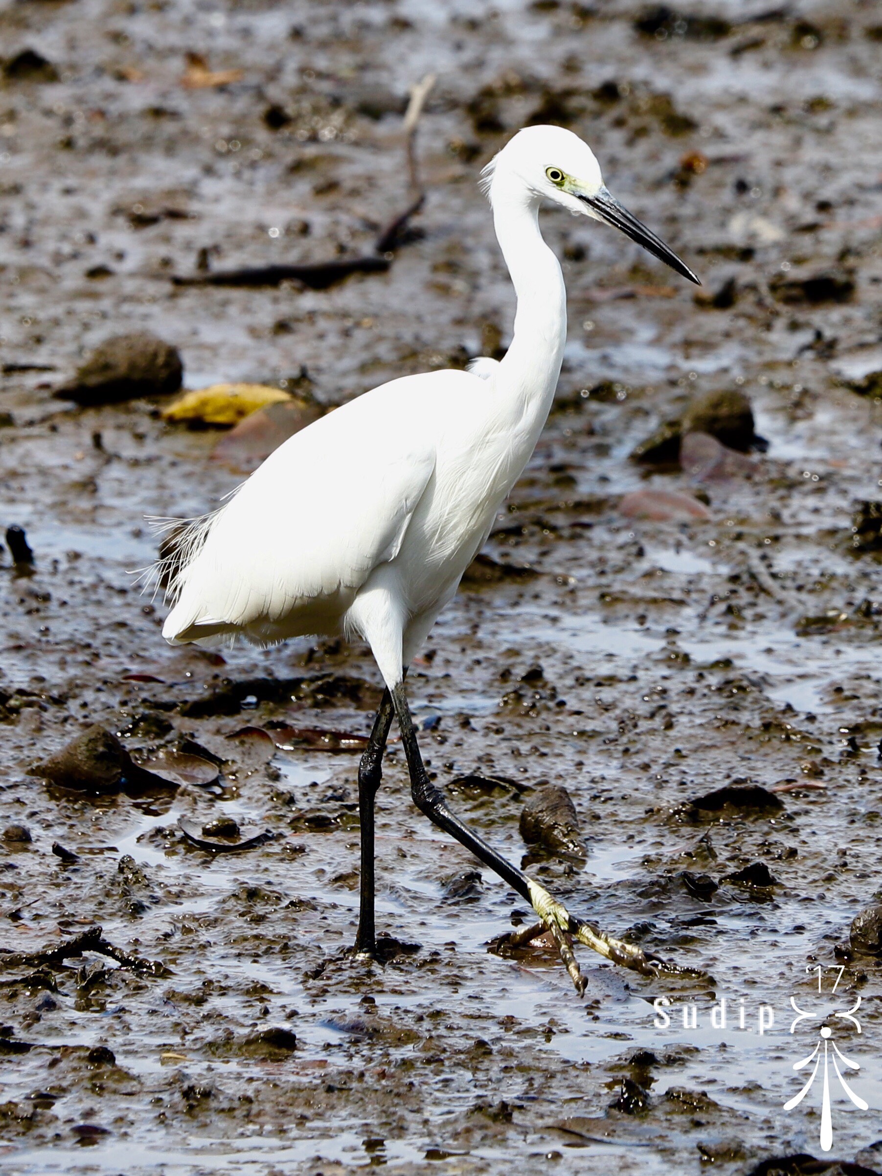 Little egret