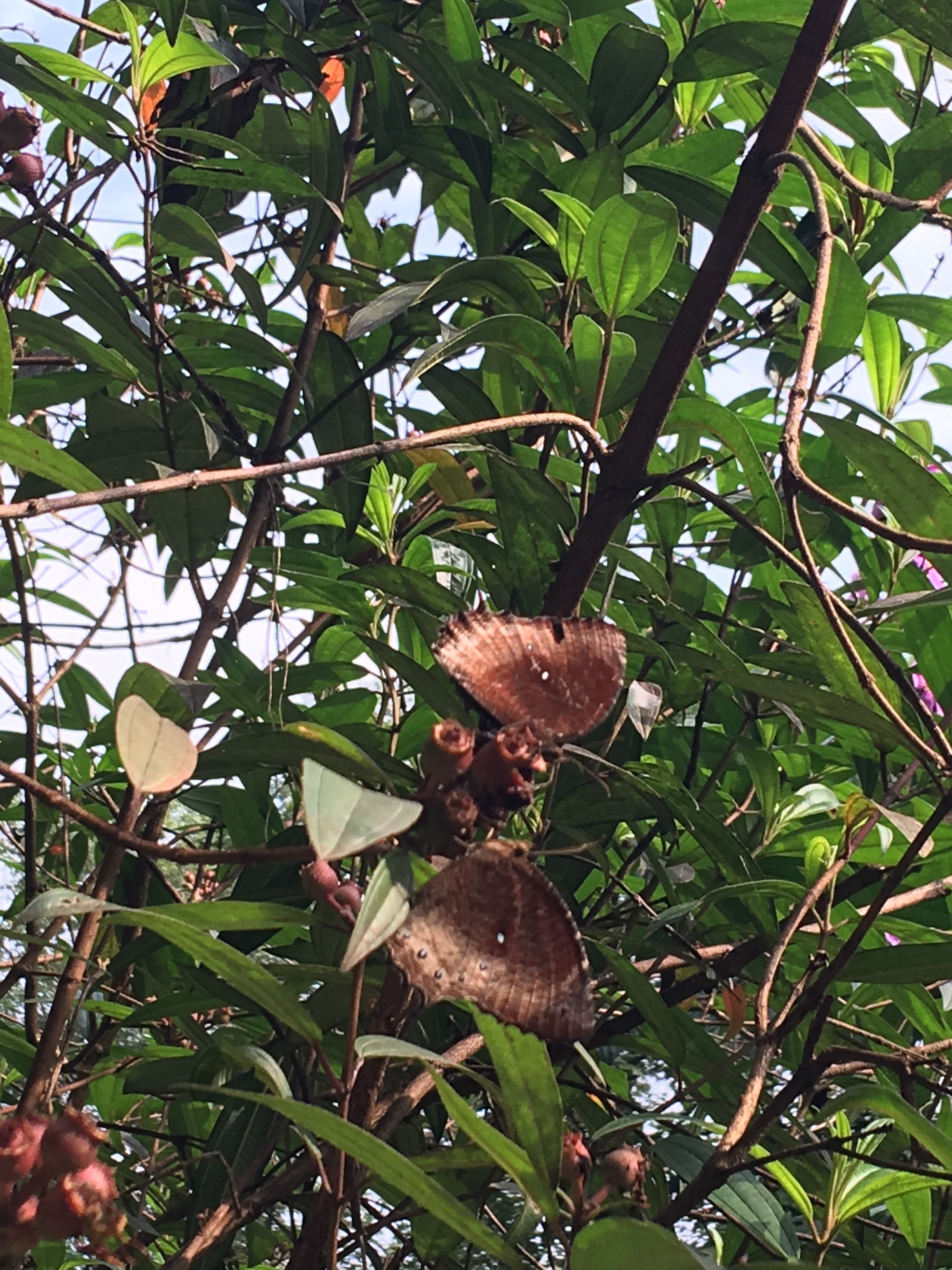 Tawny palmfly