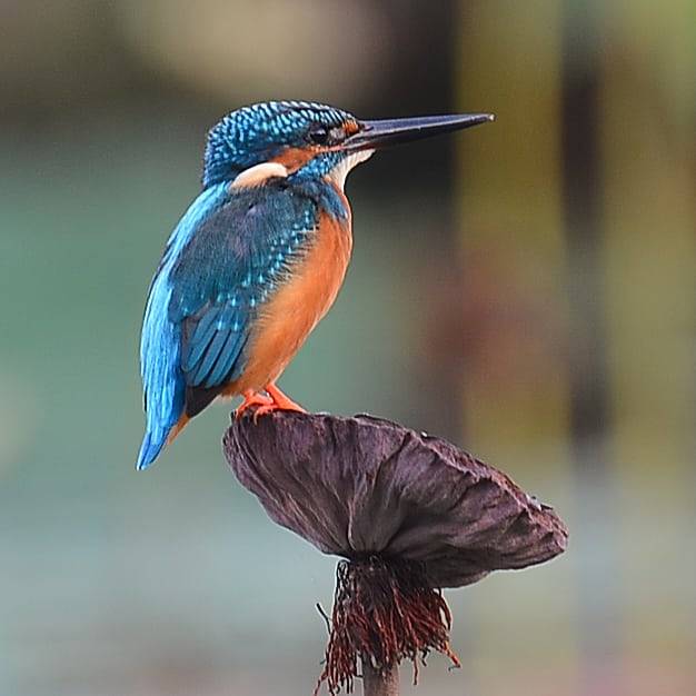 Common kingfisher