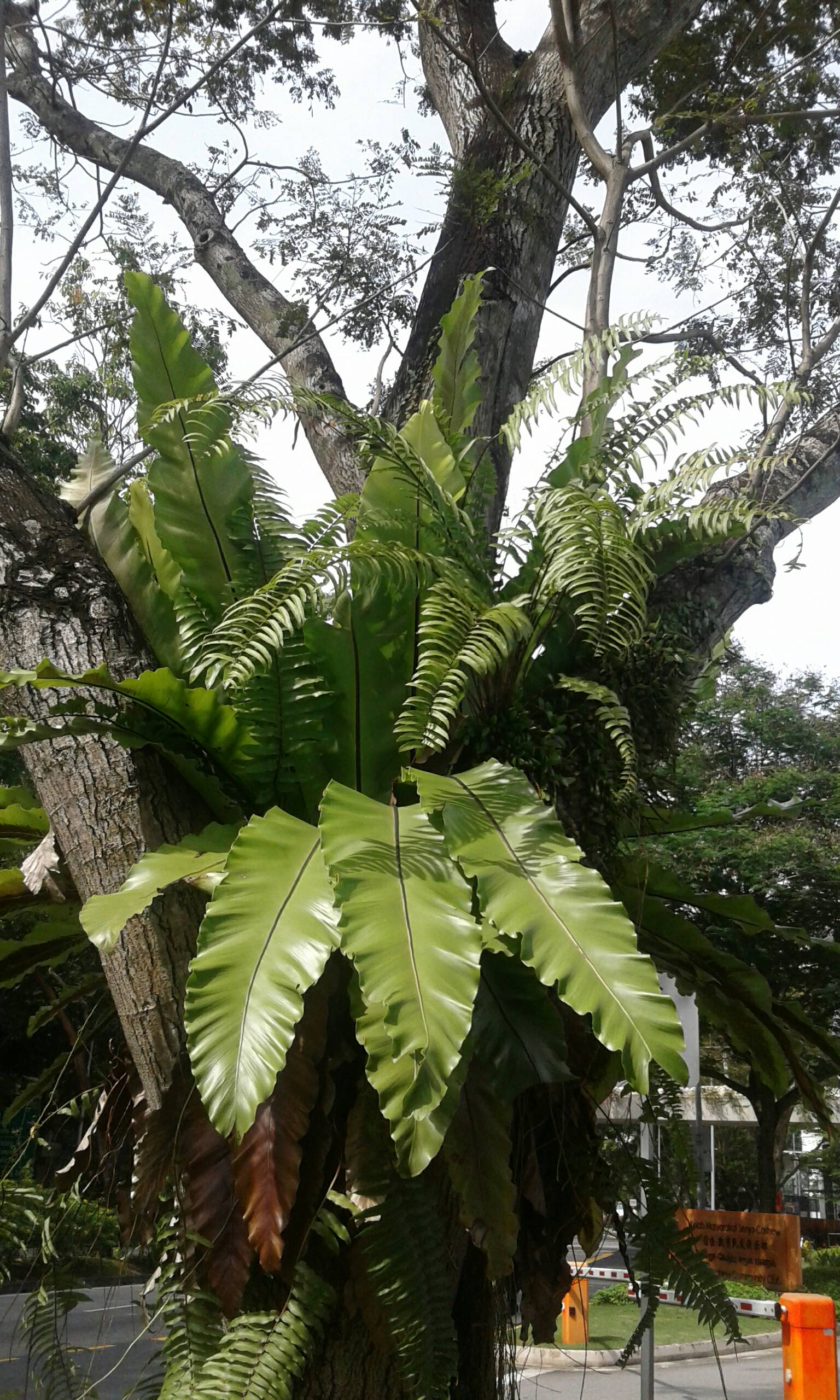 Bird's nest fern