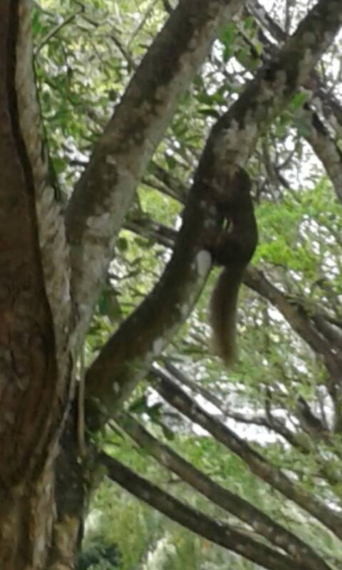 Plantain squirrel