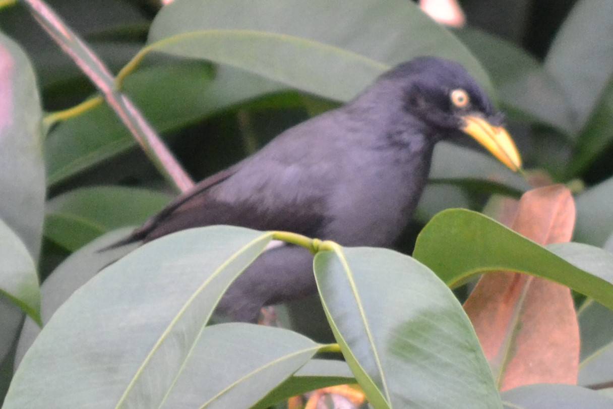 Javan myna