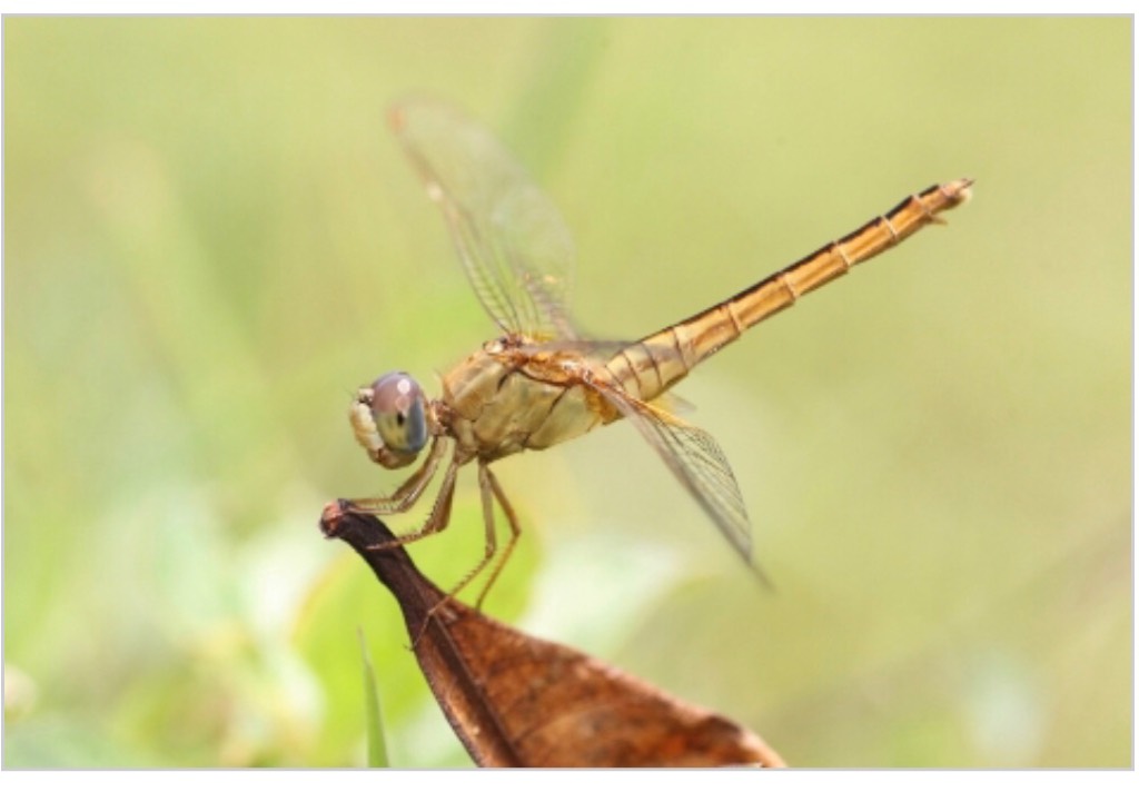 Dragonflies and damselflies