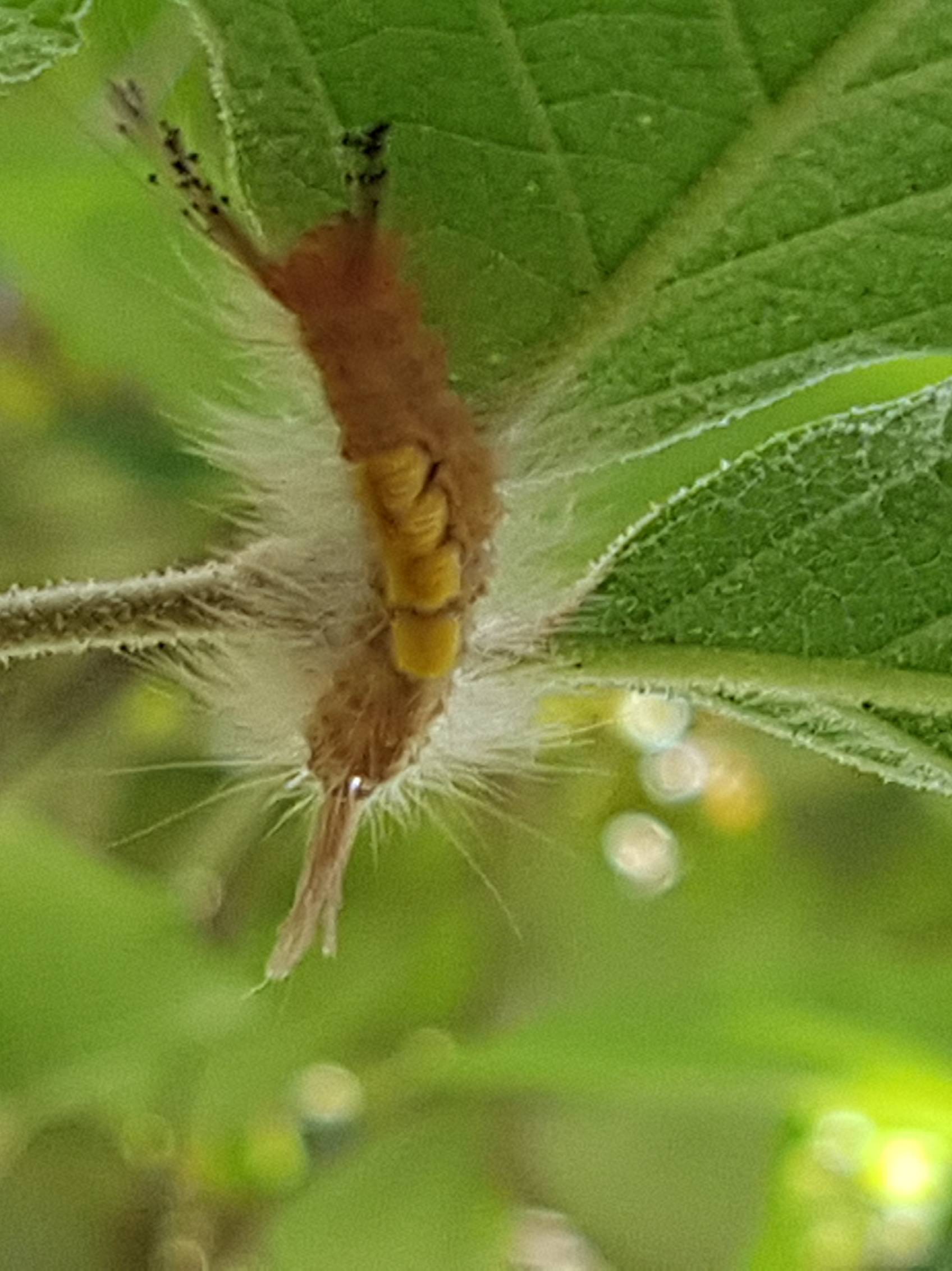 Tussock moth (caterpillar)