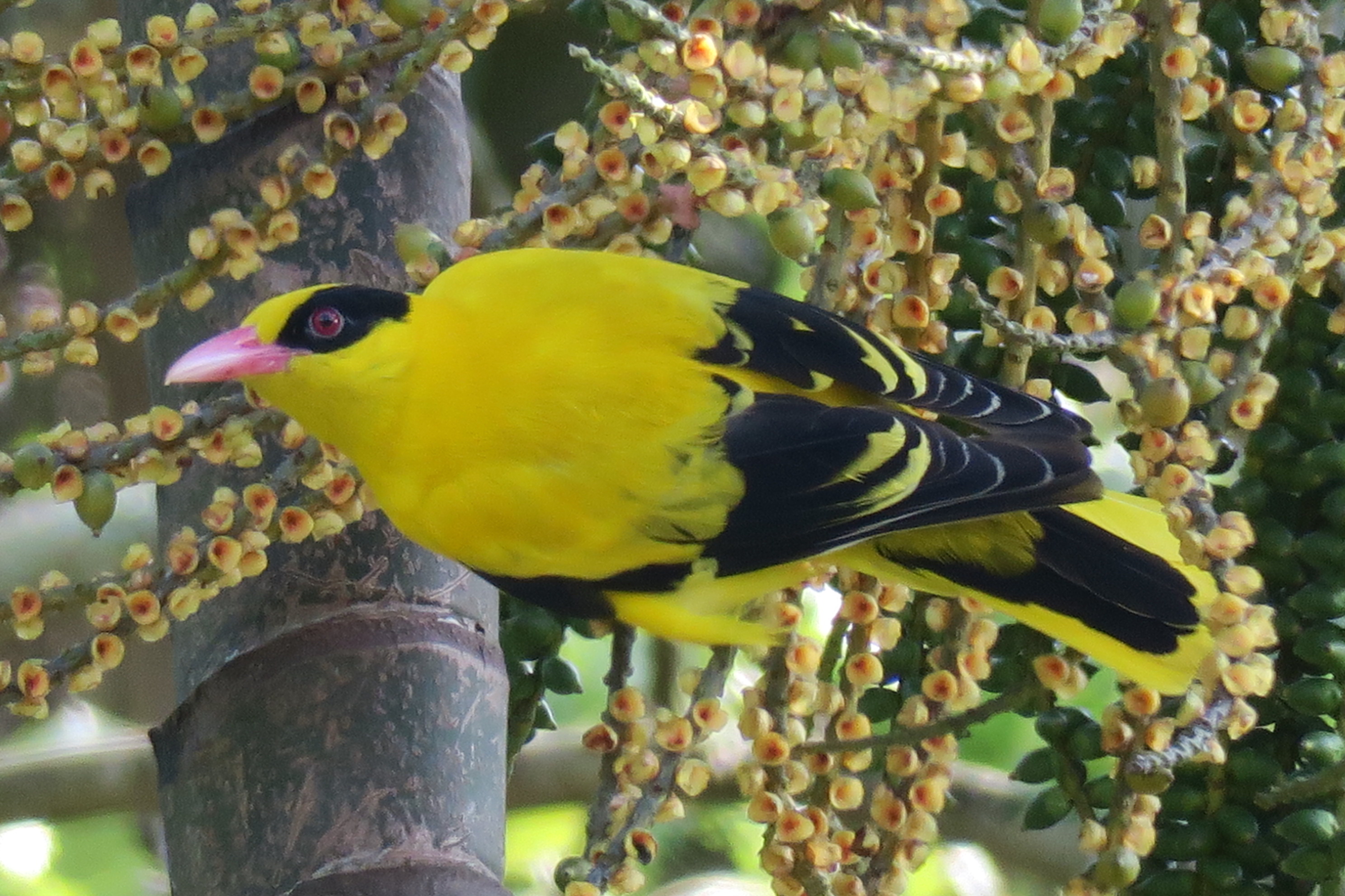 Black-naped oriole