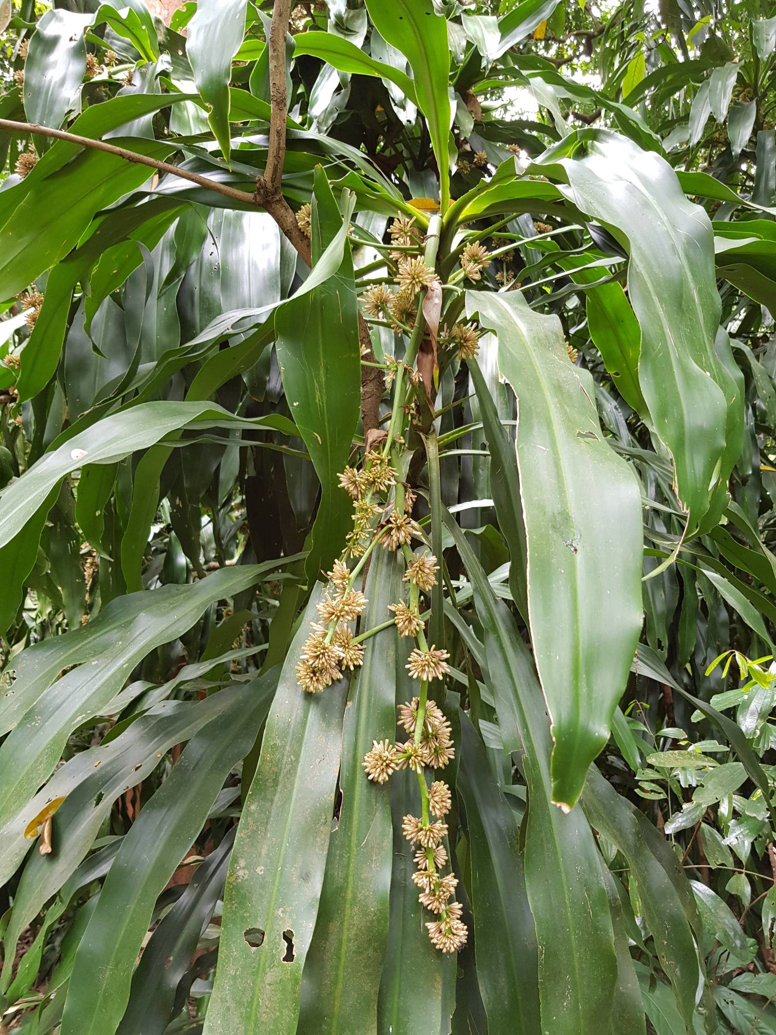 Sago palm