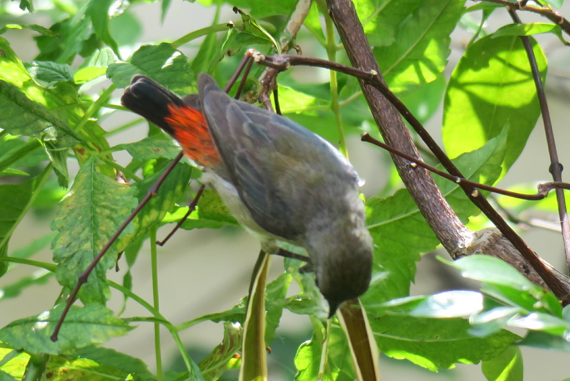 Scarlet-backed flowerpecker