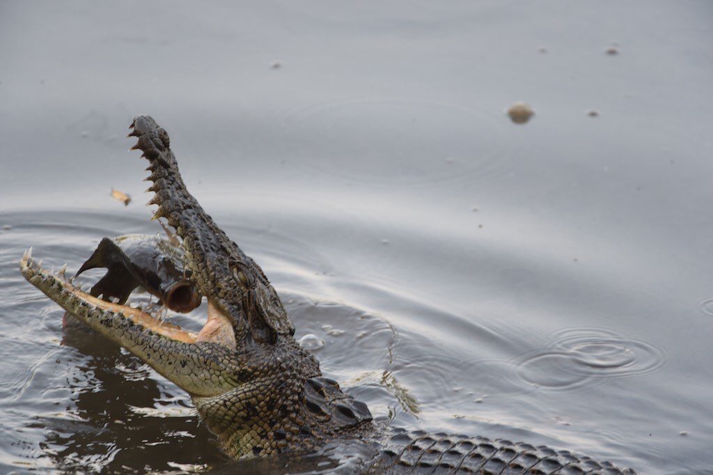 Estuarine crocodile