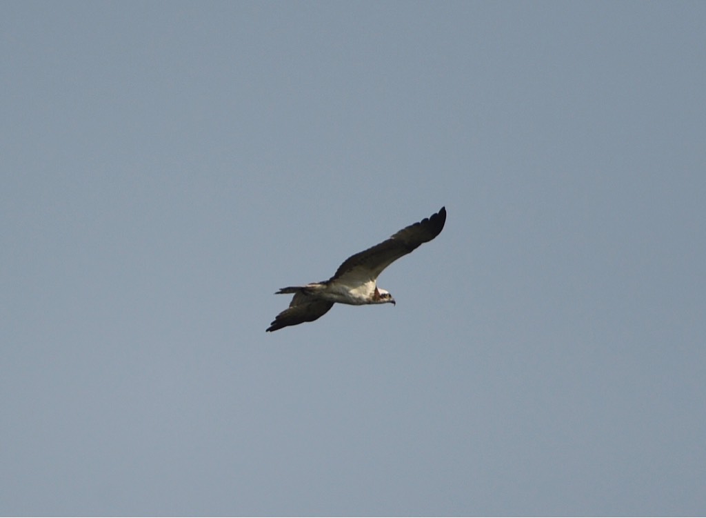 Osprey