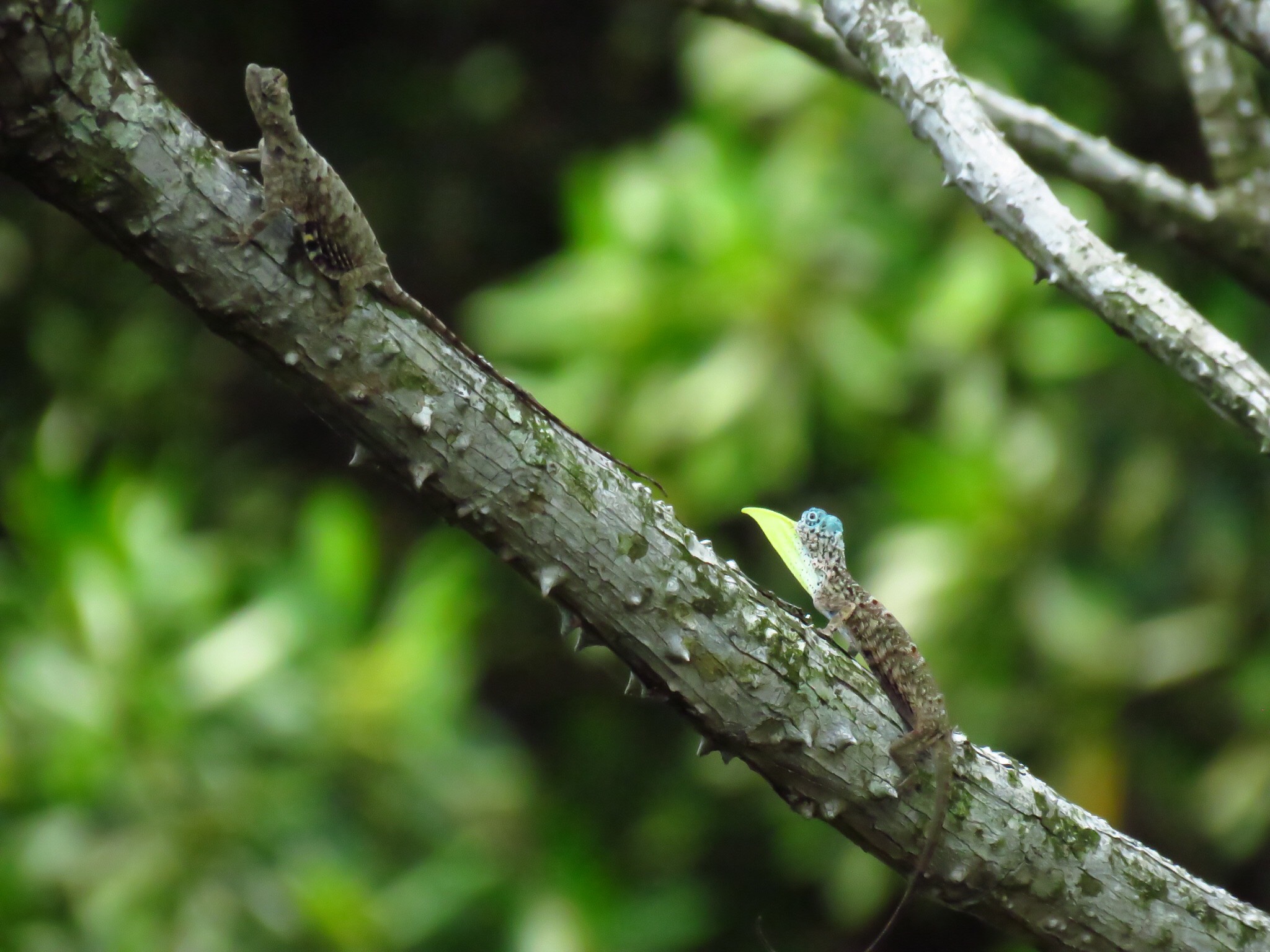 Common flying lizard