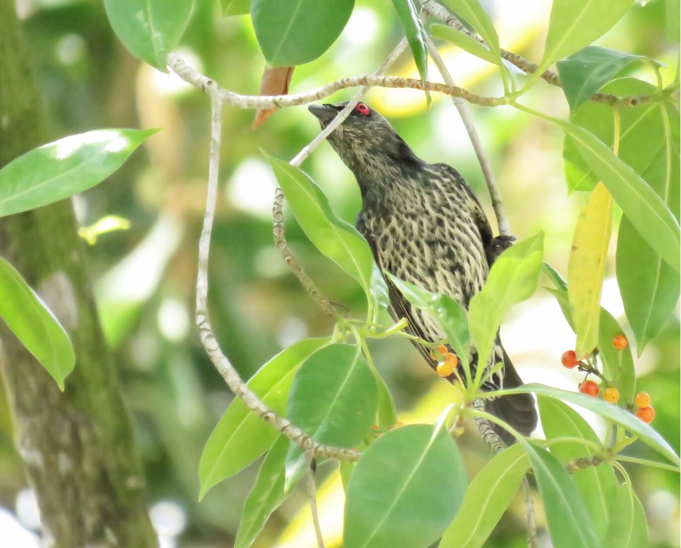 Asian glossy starling 