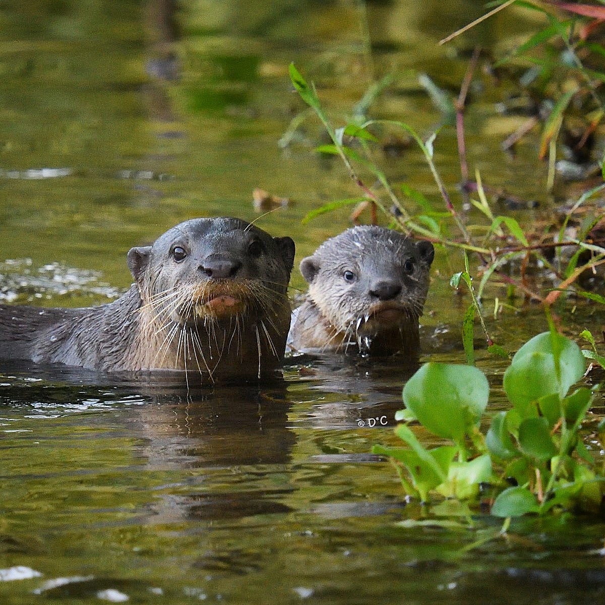 Smooth-coated otter