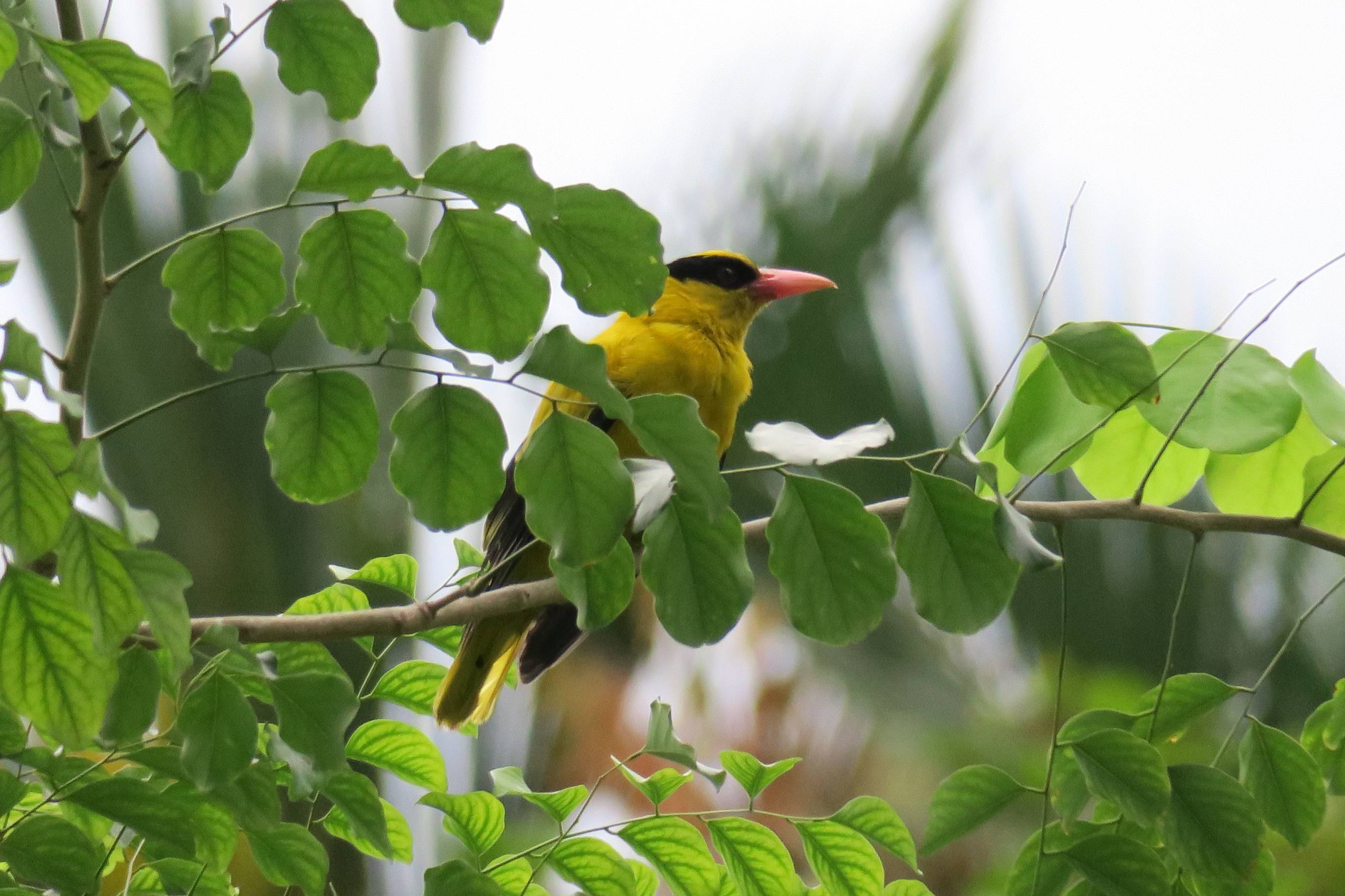 Black-naped oriole