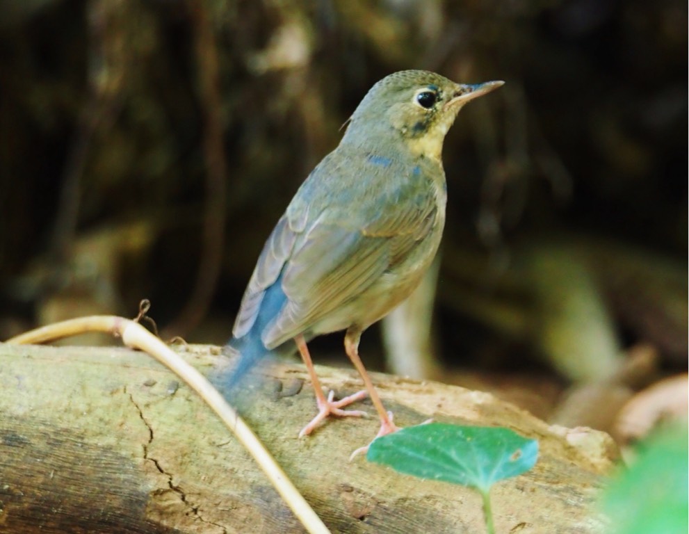 Siberian blue robin