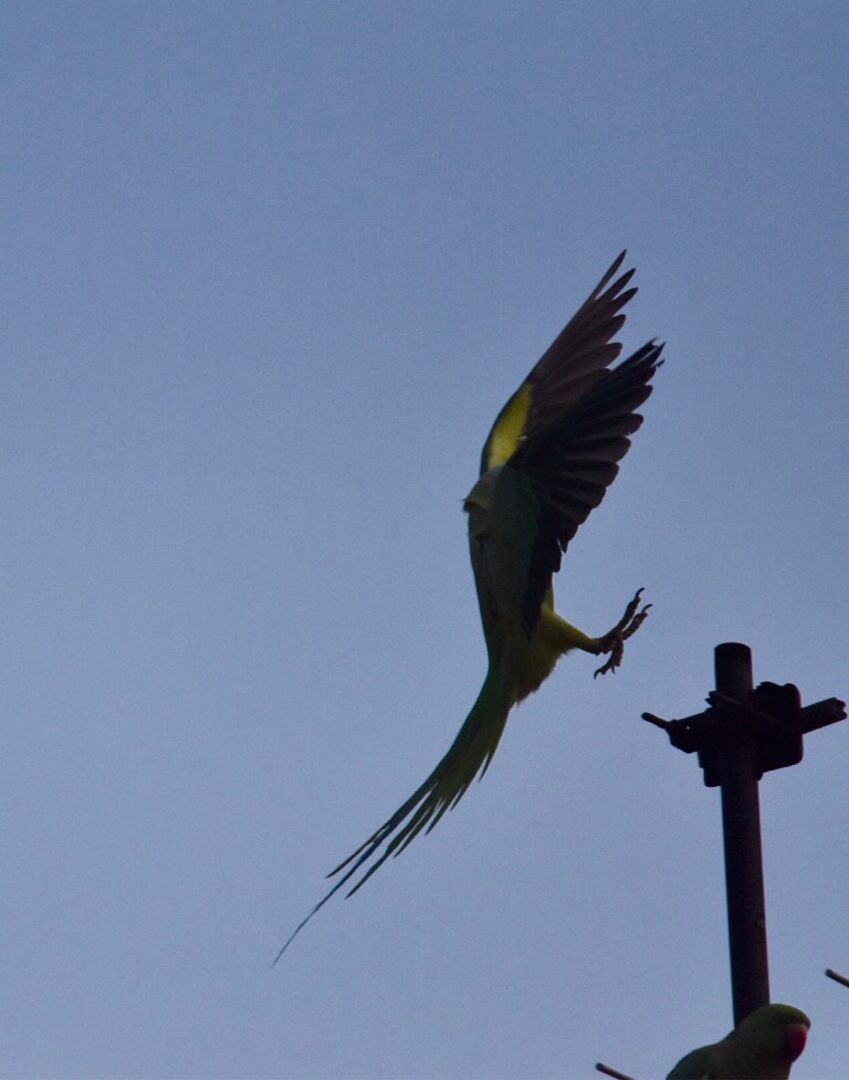 Rose-ringed parakeet