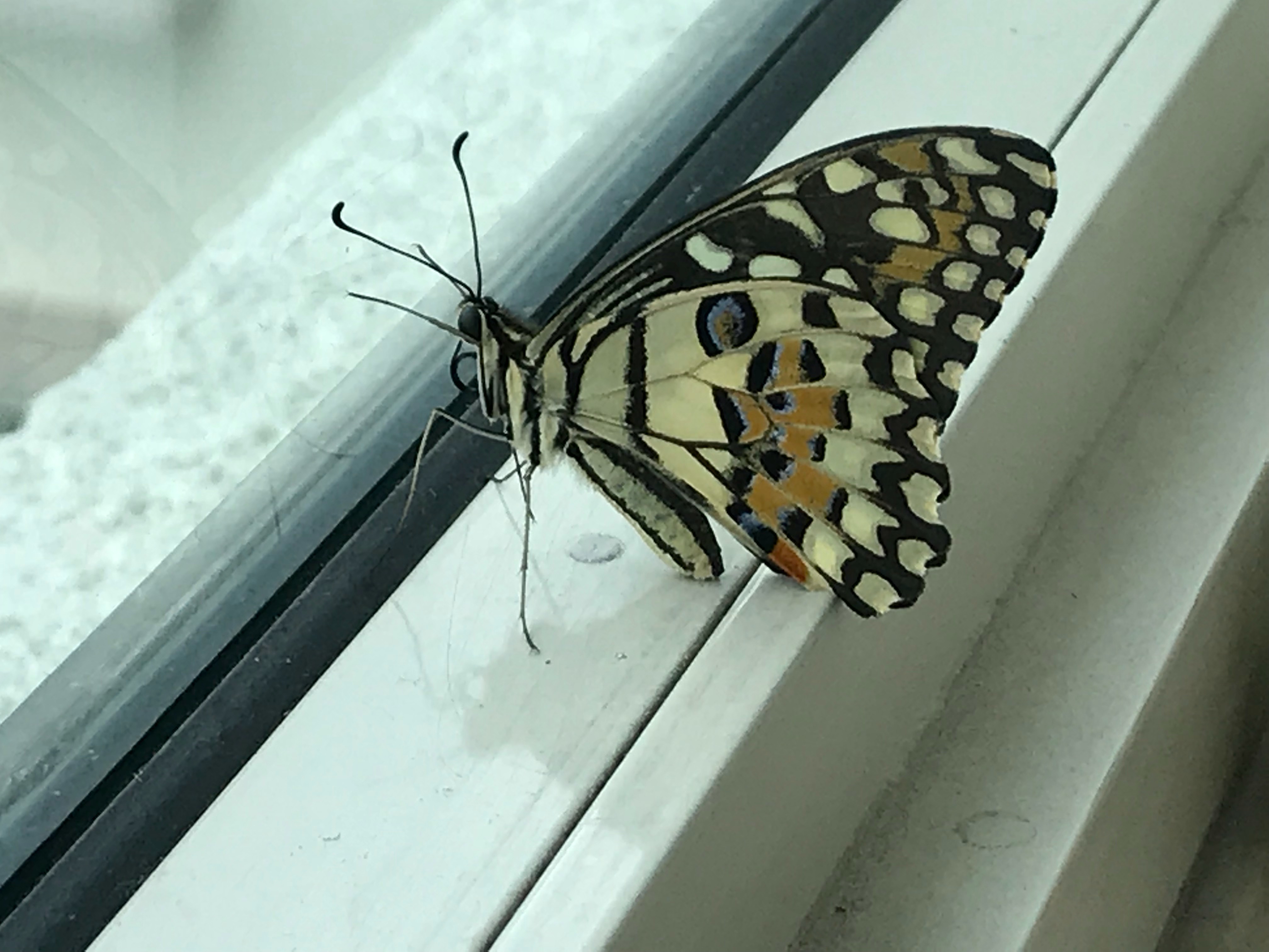 Lime butterfly