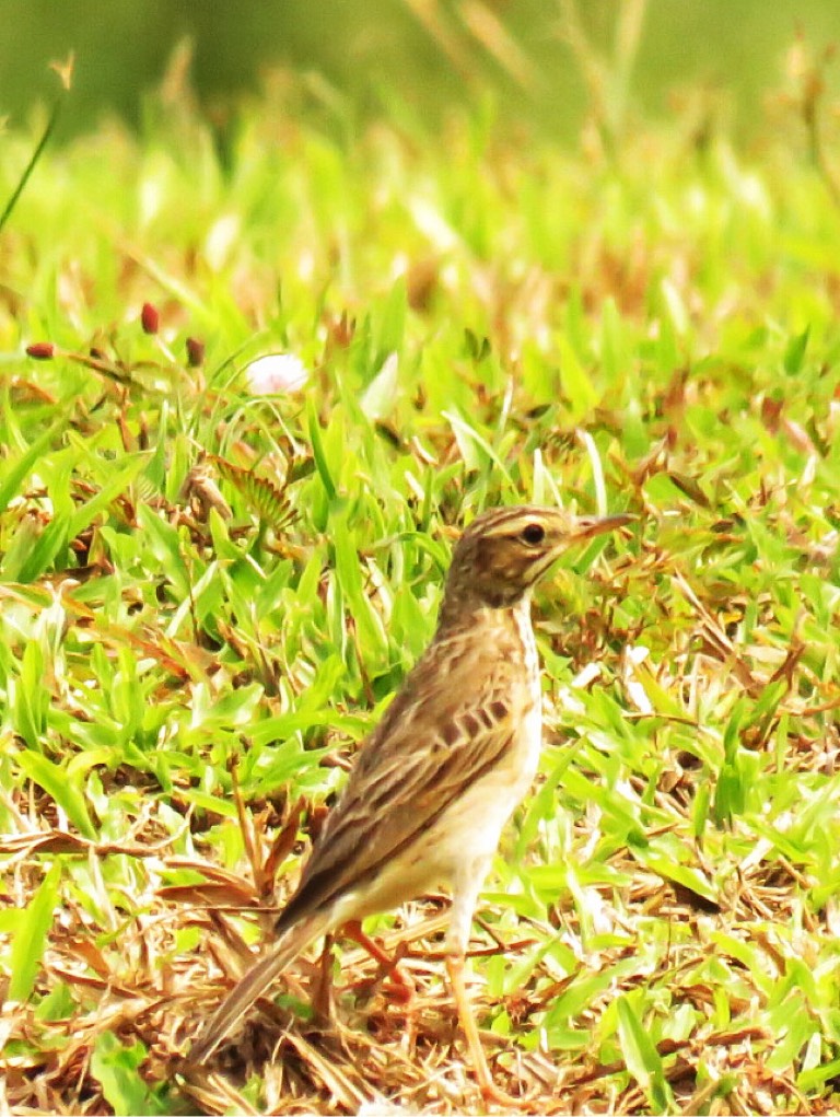 Paddyfield pipit