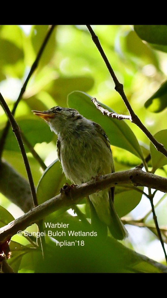 ?warbler