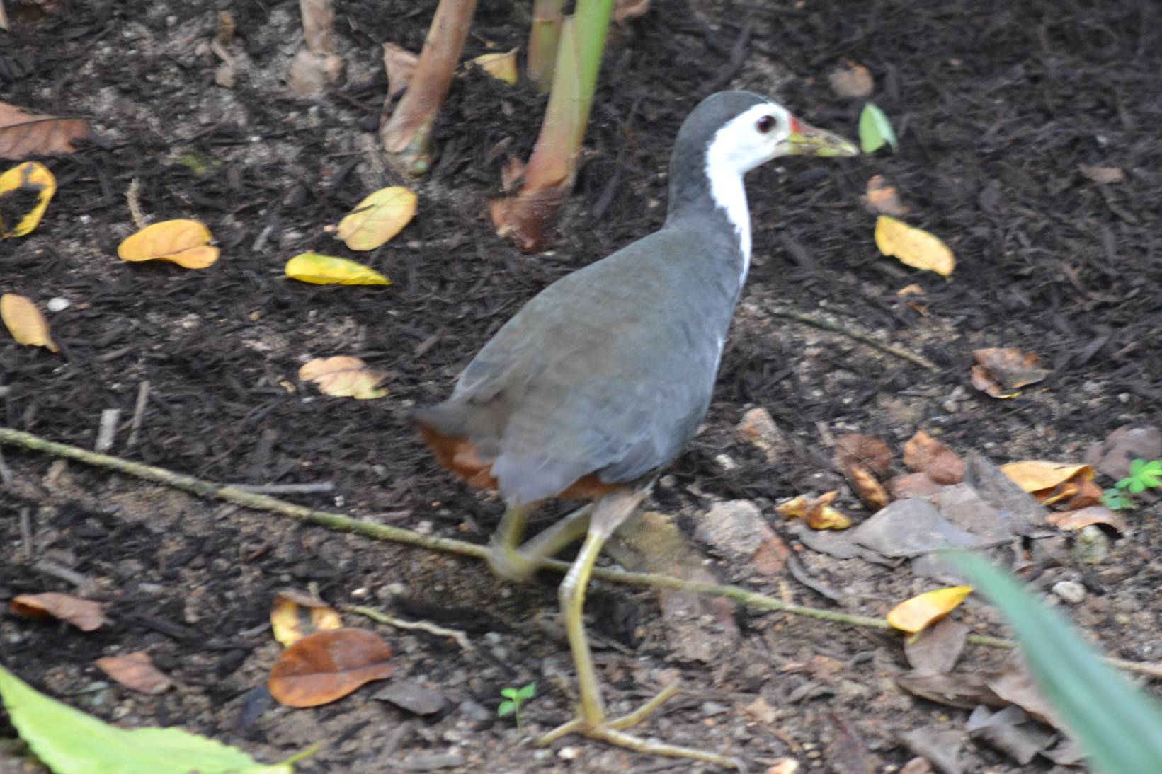 White-breasted waterhen