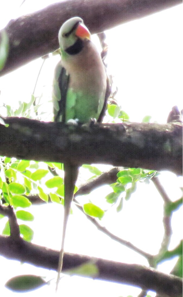 Red breasted parakeet 