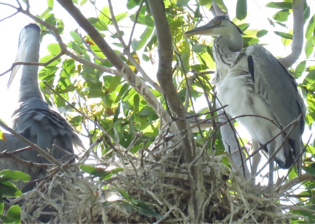 Grey heron 