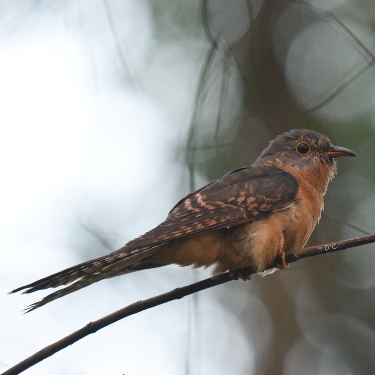 Rusty-breasted cuckoo