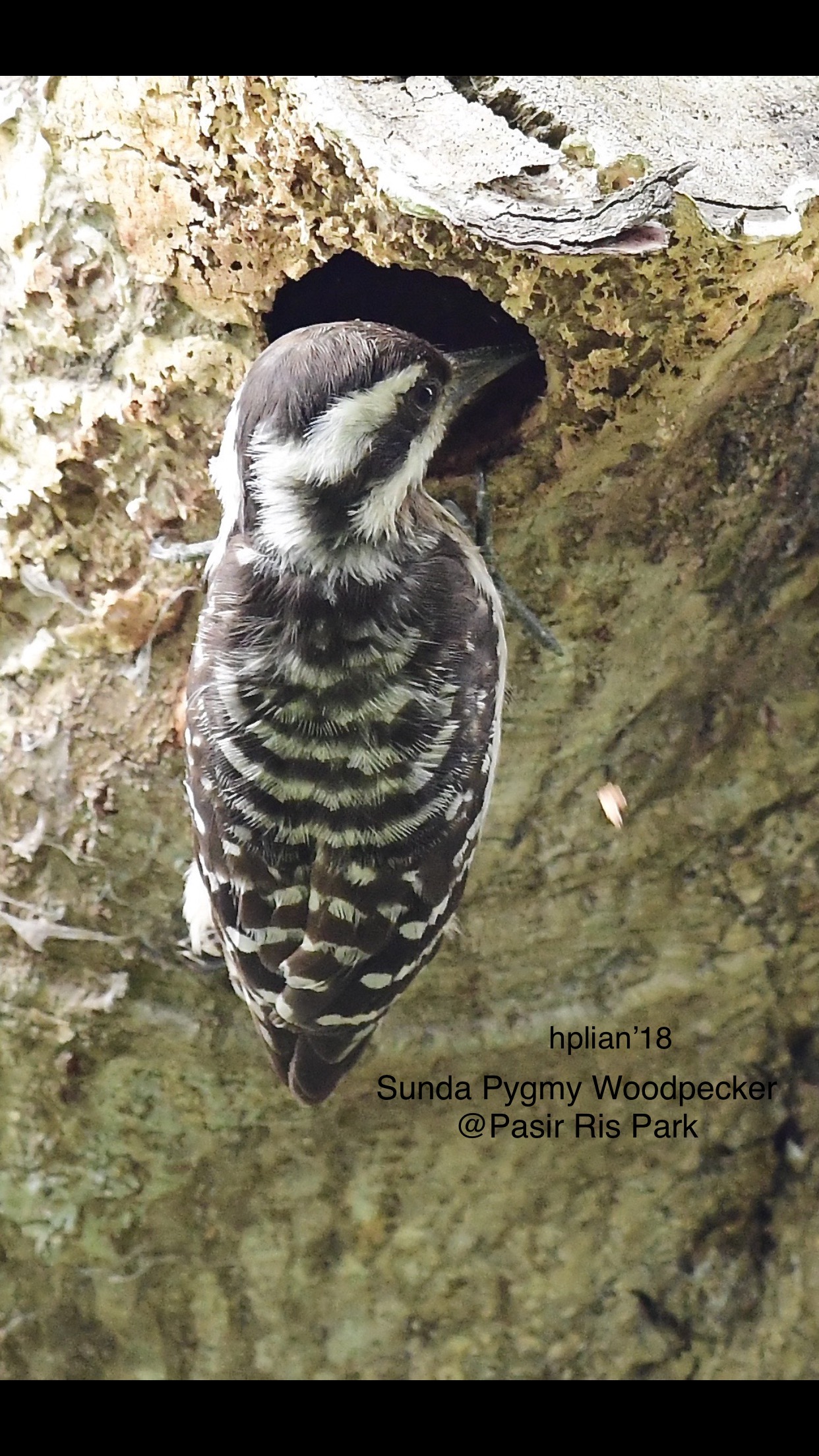 Sunda pygmy woodpecker