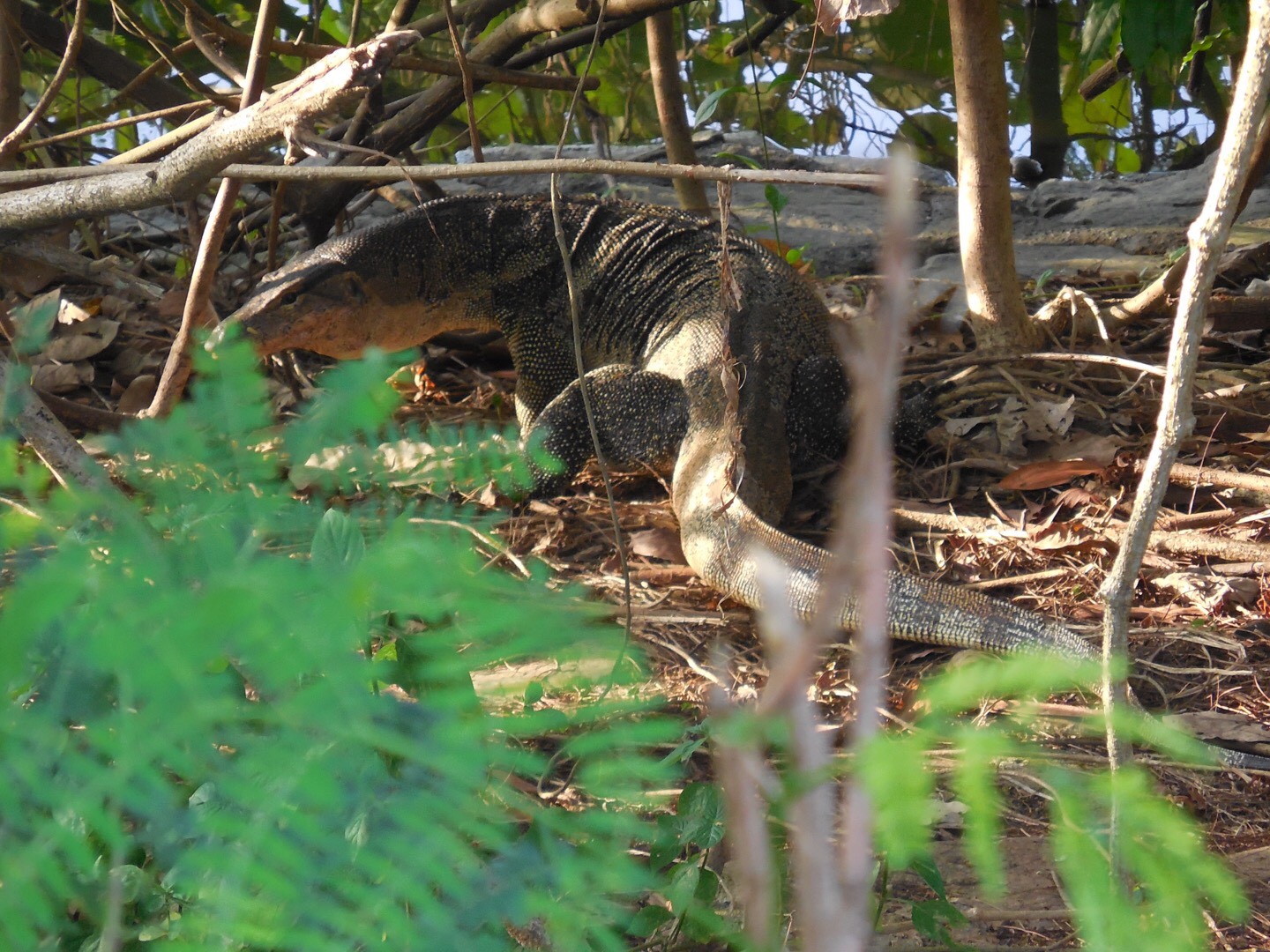 Malayan water monitor