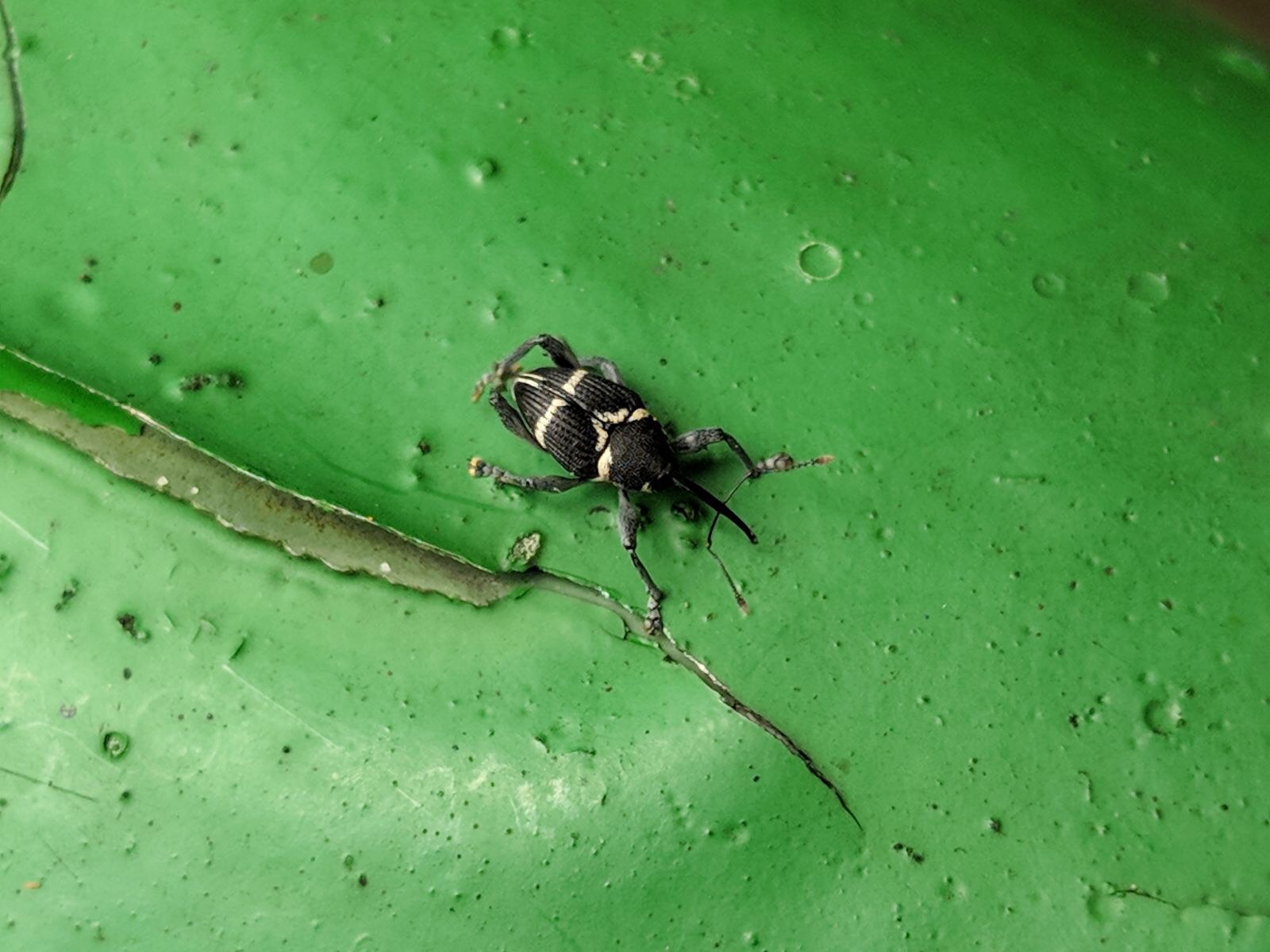 Weevil