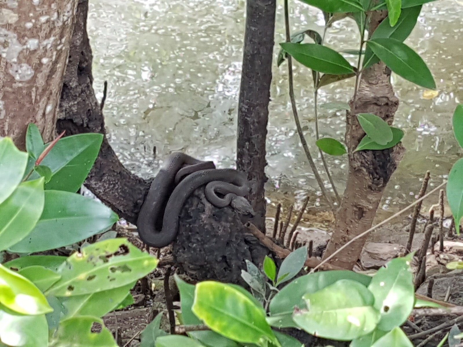 Shore Pit Viper (Cryptelytrops Purpureomaculatus) - Biodiversity And ...