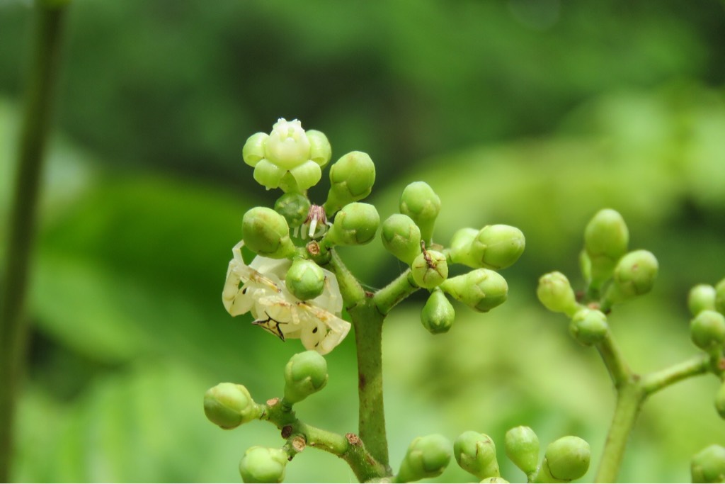 White crab spider (female)
