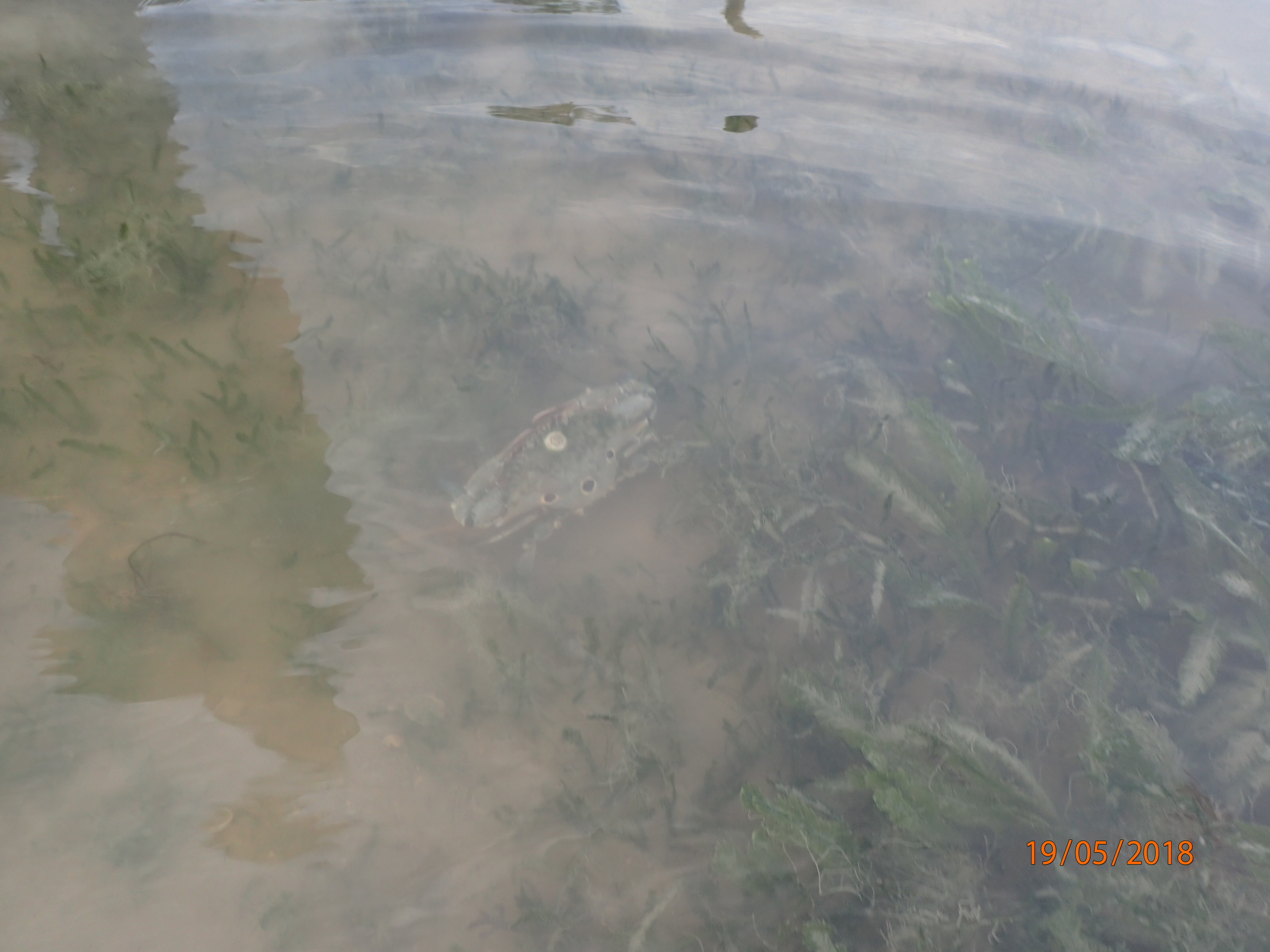Blood-spotted swimming crab