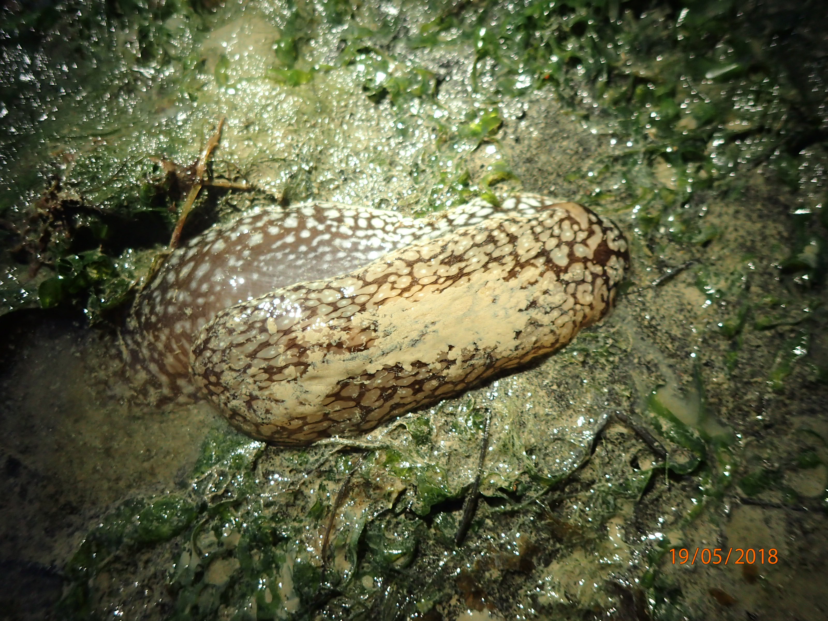 Extraordinary sea hare