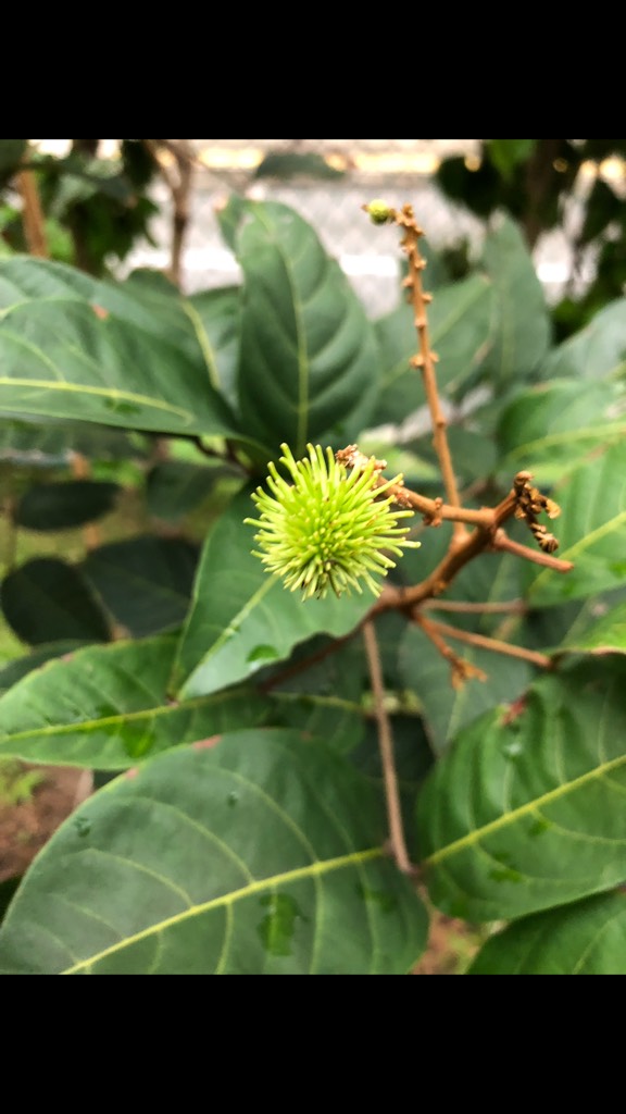 Rambutan tree- young fruit 