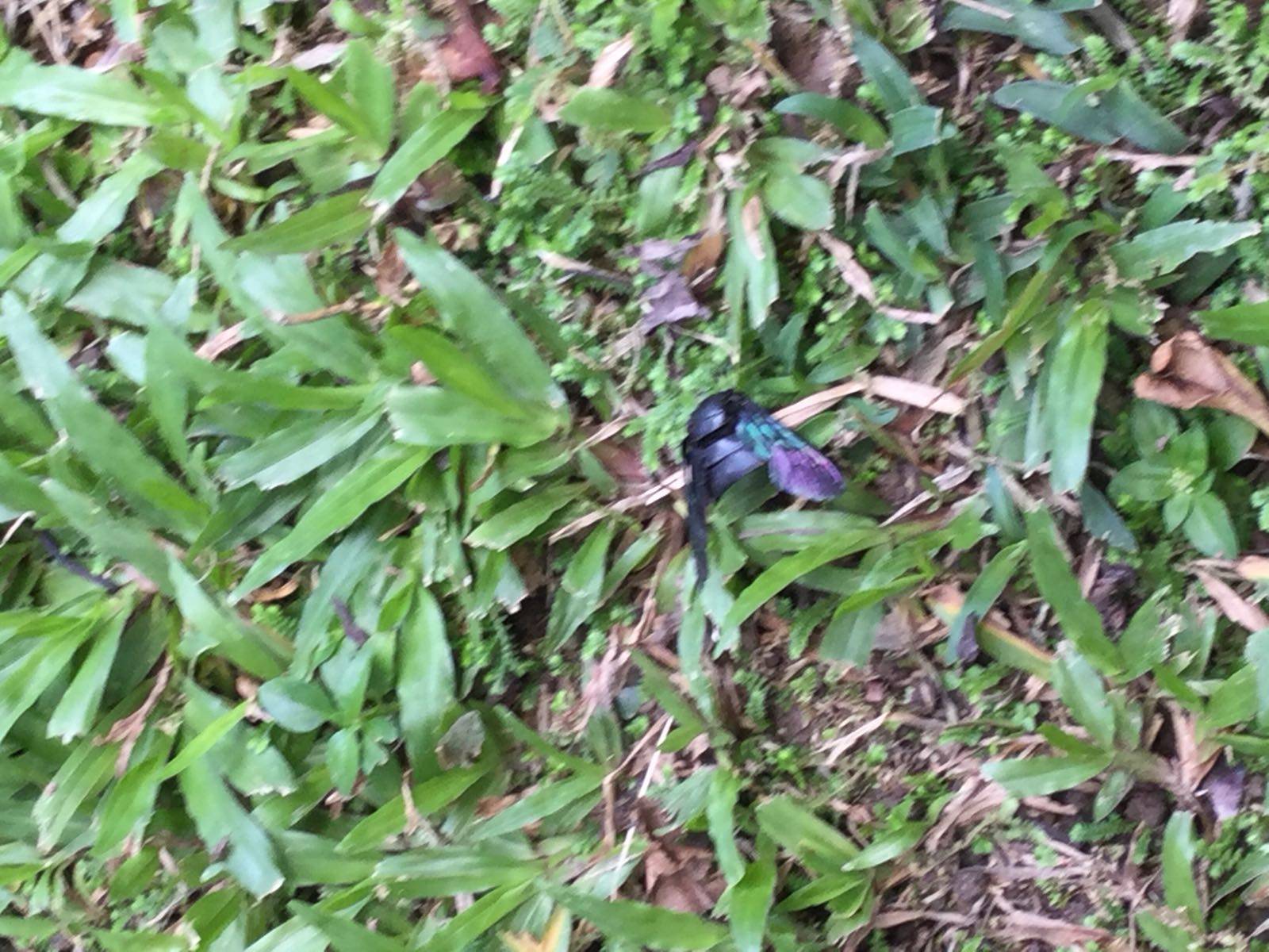 Tropical carpenter bee
