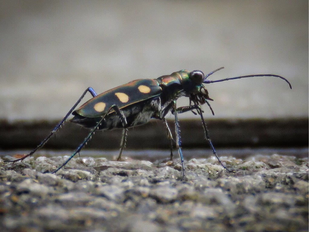 Golden-spotted tiger beetle