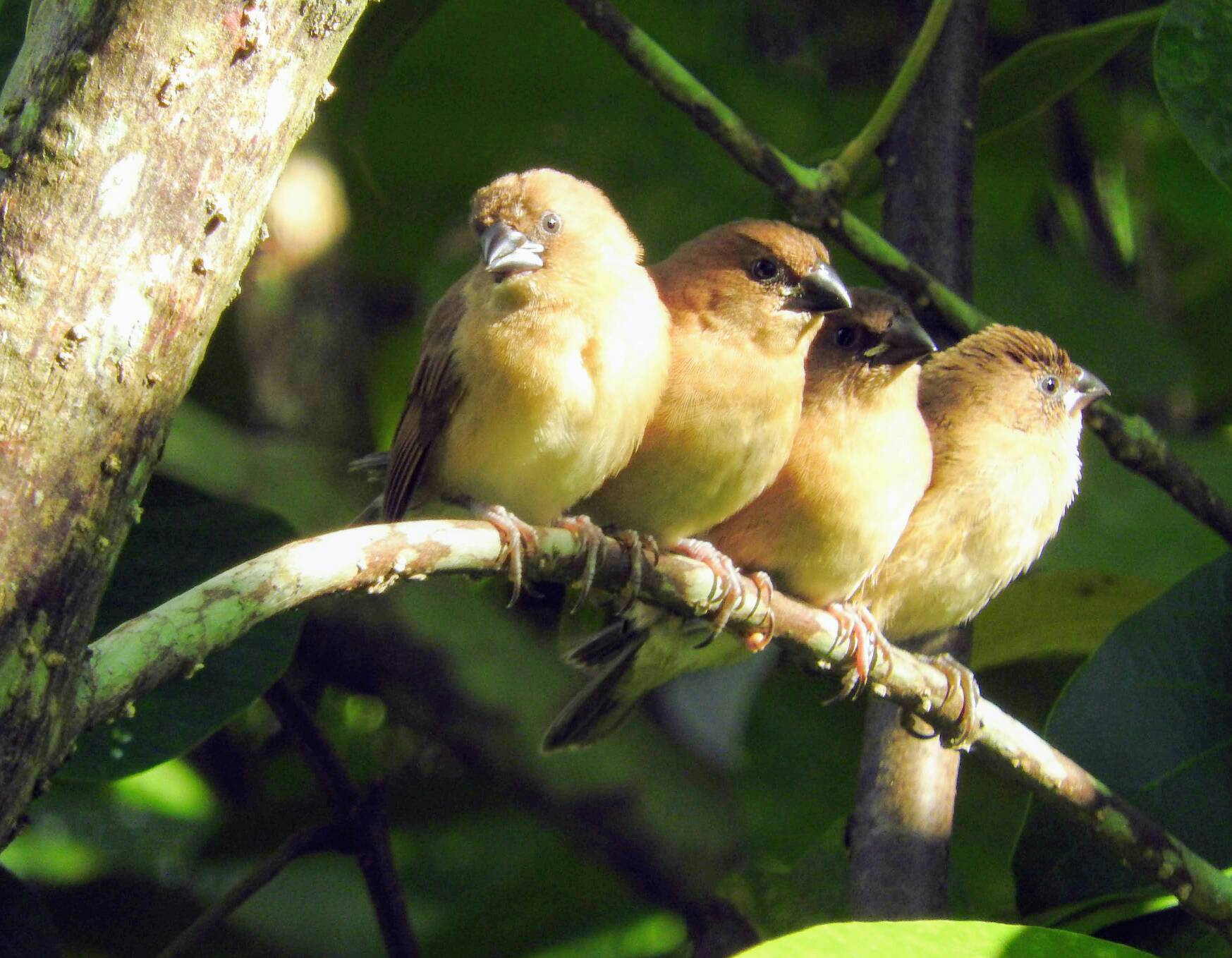 Munia juvenile