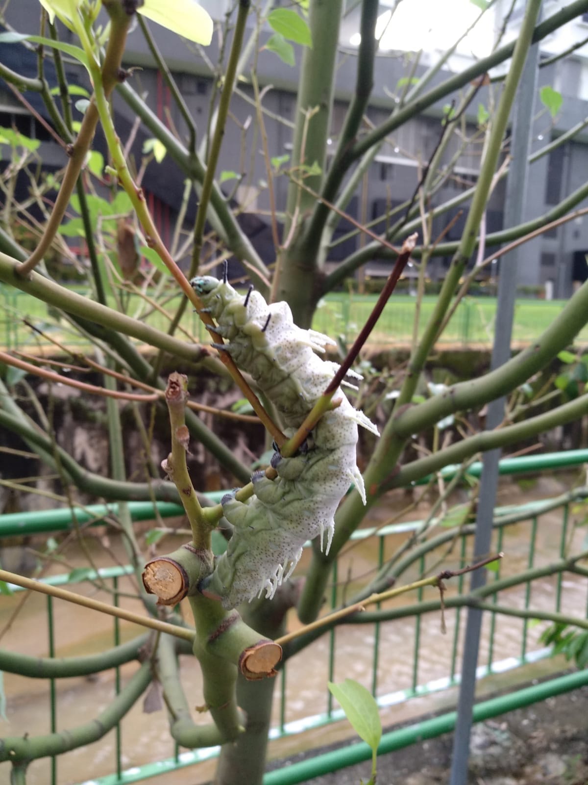 Atlas moth larvae