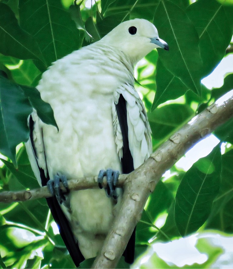 Pied imperial pigeon