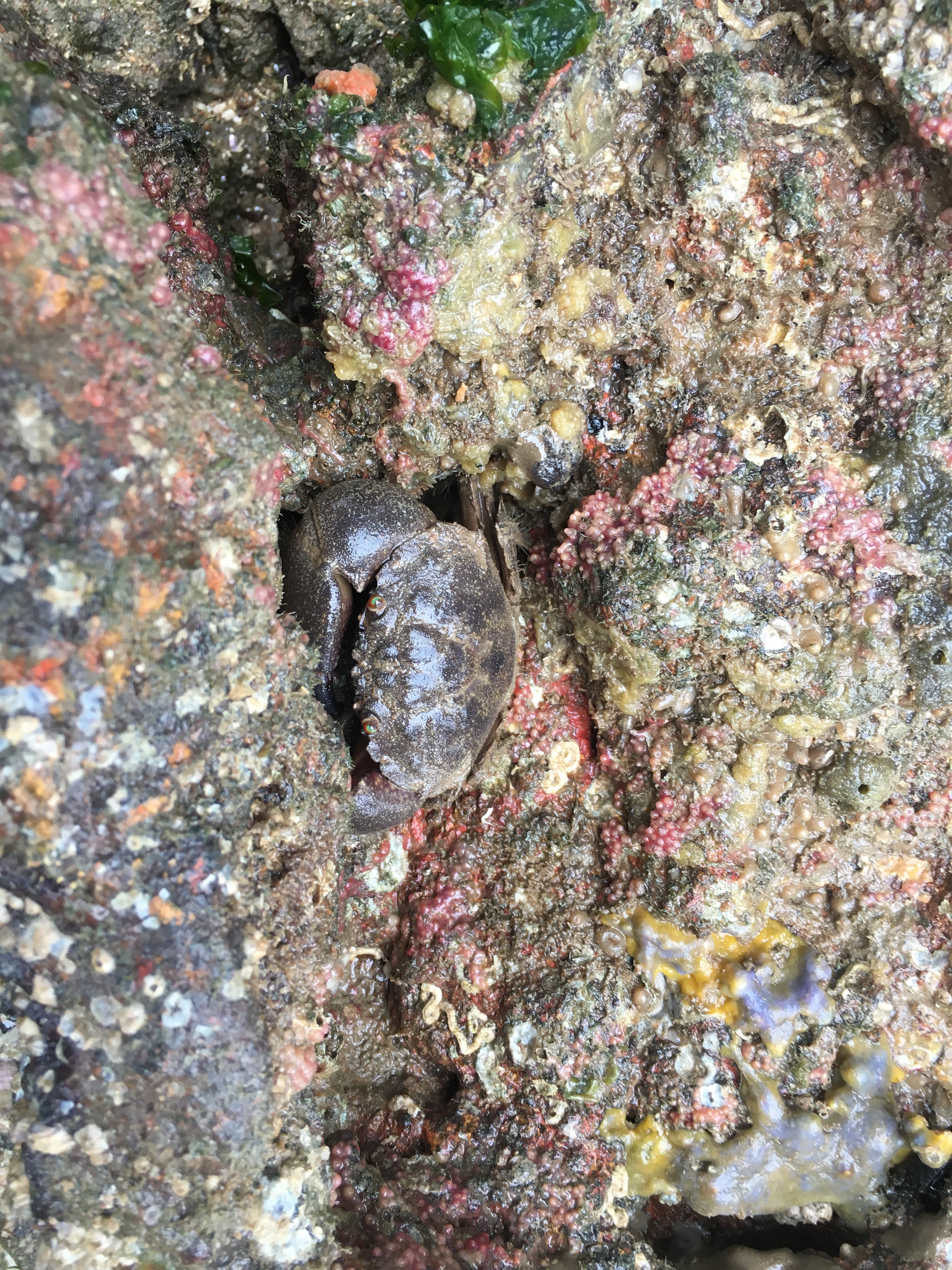 Thunder crab